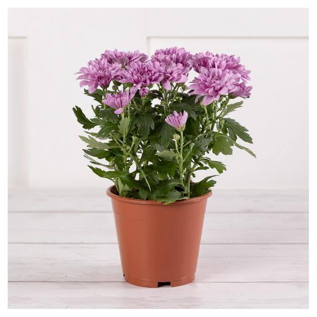 Sainsbury's Chrysanthemum Plant (Colour may vary) - gallery image 1
