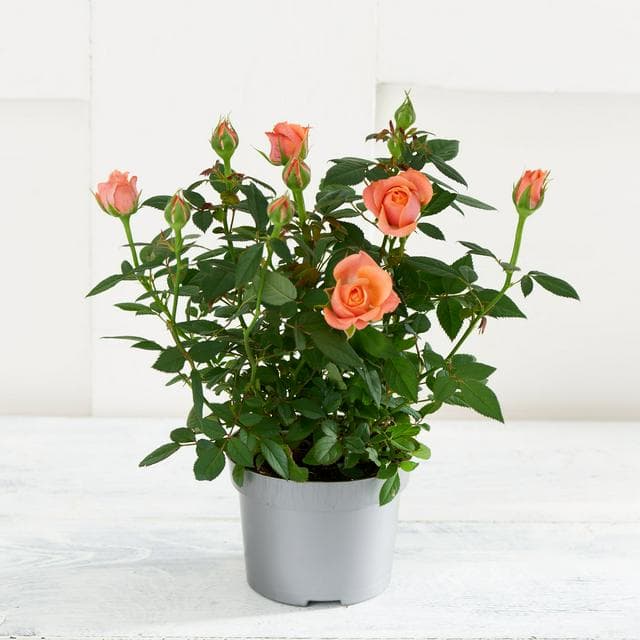 Sainsbury's Mini Rose Plant (Colour may vary) - gallery image 1