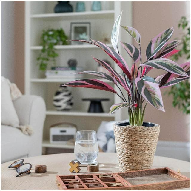 Habitat Artificial Large Stromanthe Tricolor Plant - gallery image 2