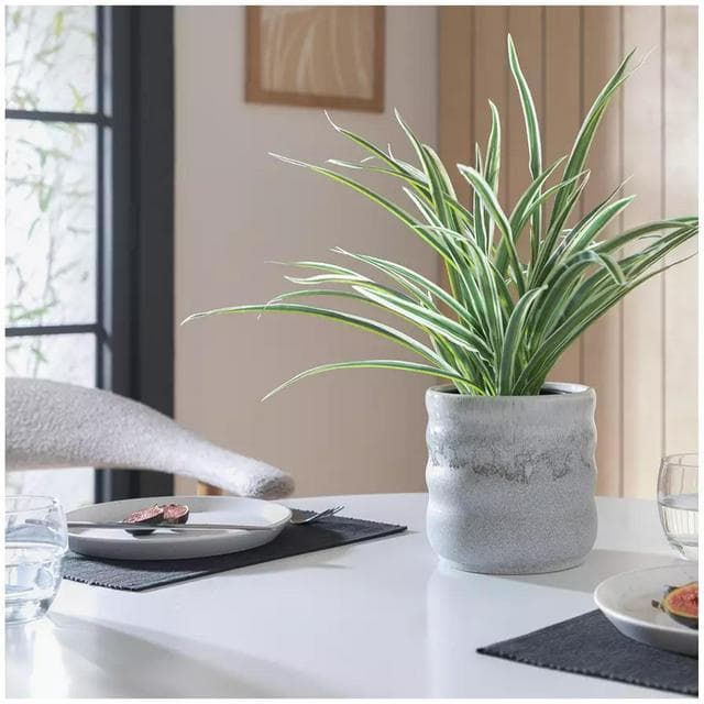Sainsbury's Home Large Faux Spider Plant - Green - gallery image 2
