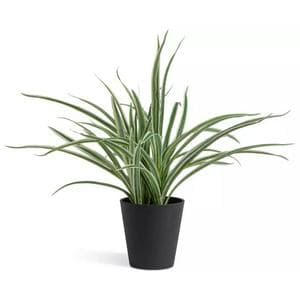 Sainsbury's Home Large Faux Spider Plant - Green
