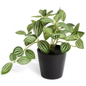 Habitat Artificial Green Small Trailing Plant - 17cm