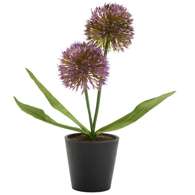 Sainsbury's Home Small Primula in Plastic Pot - gallery image 1