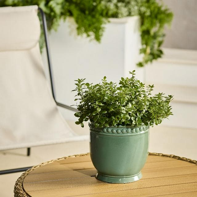 Sainsbury's Home Bobble Scalloped Planter - gallery image 2