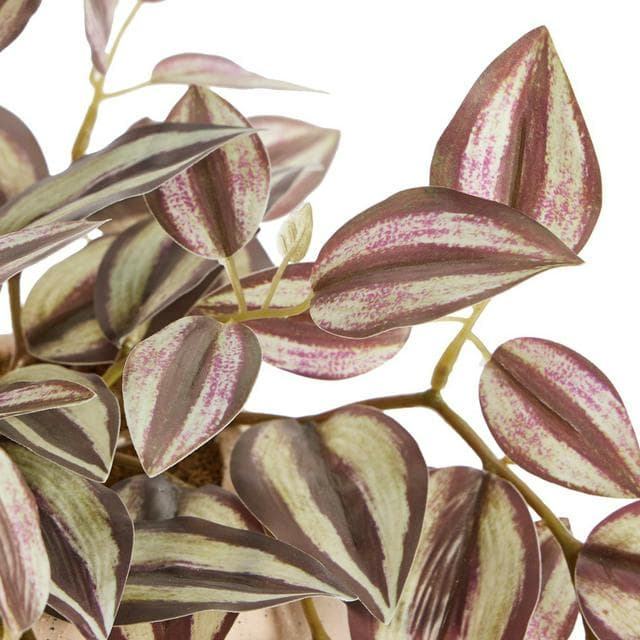 Sainsbury's Tradescantia in Ceramic Pot - gallery image 3