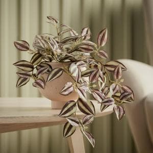 Sainsbury's Tradescantia in Ceramic Pot