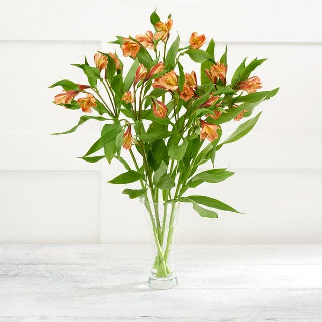 Alstromeria - gallery image 1