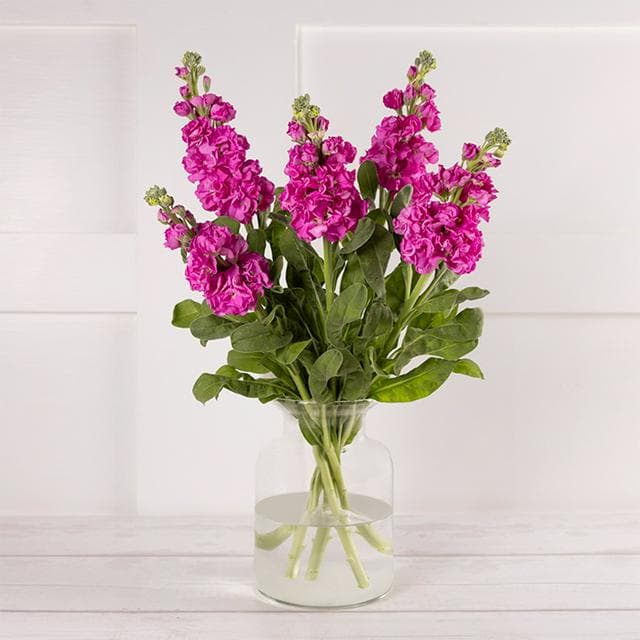 Scented Stocks Flower - gallery image 1