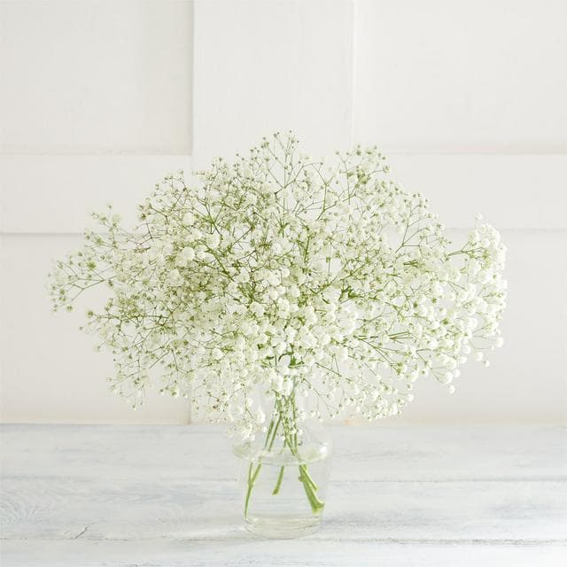 Gypsophila - gallery image 1