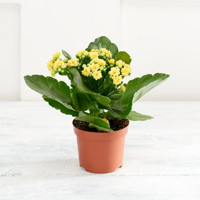 Sainsbury's Kalanchoe Plant (Colour may vary) - gallery image 1