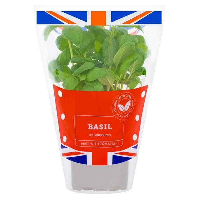 Sainsbury's Fresh Living Basil Pot - gallery image 1
