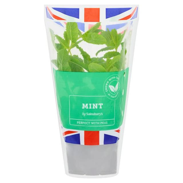 Sainsbury's Fresh Living Mint Pot - gallery image 1