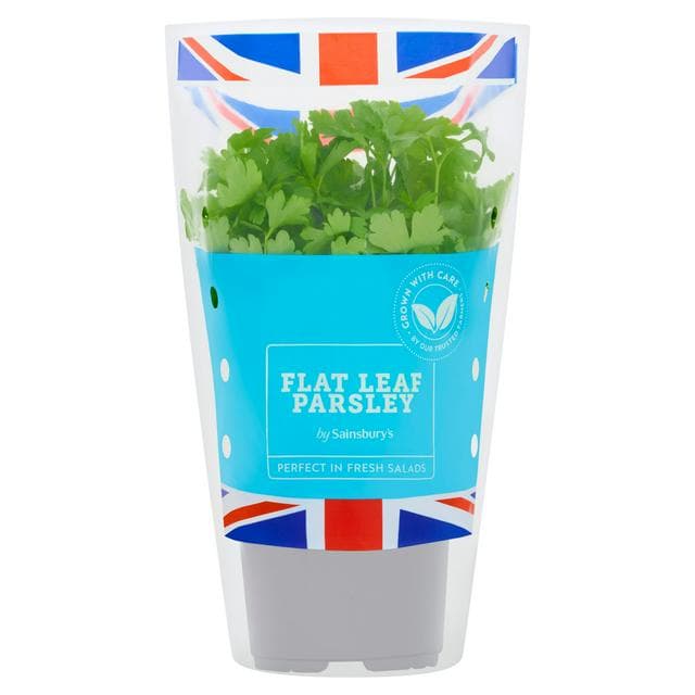 Sainsbury's Fresh Living Flat Leaf Parsley Pot - gallery image 1