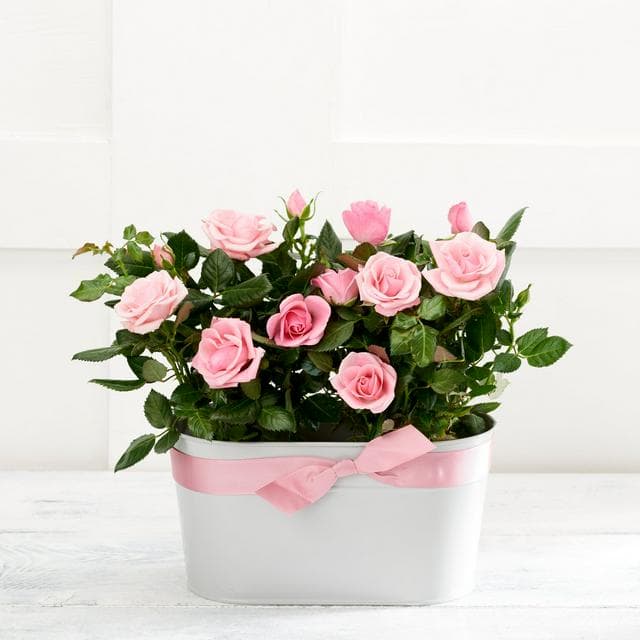Sainsbury's Rose Duo - gallery image 1