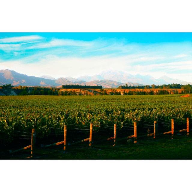 Villa Maria Reserve Sauvignon Blanc White Wine 75cl - gallery image 5
