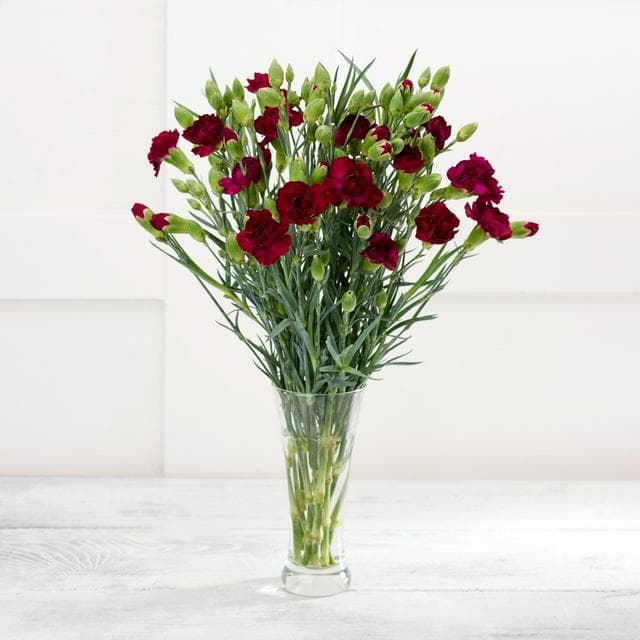 Spray Carnations - gallery image 1