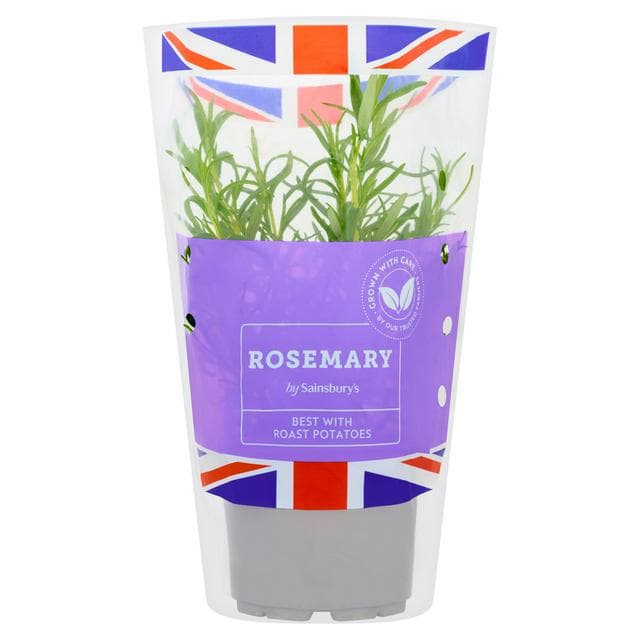 Sainsbury's Fresh Living Rosemary - gallery image 1