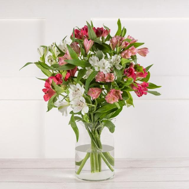 Alstroemeria Abundance - gallery image 1