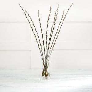 Pussy Willow Flowers