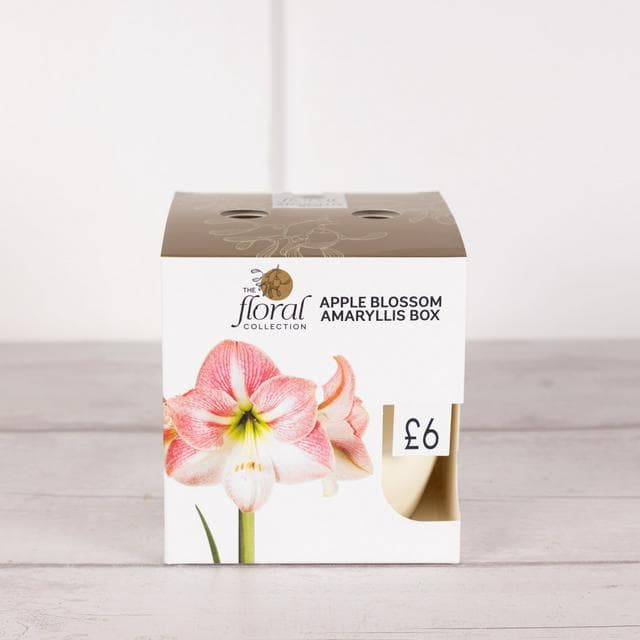 Sainsbury's Apple Blossom Amaryllis Bulb Kit Box - gallery image 1
