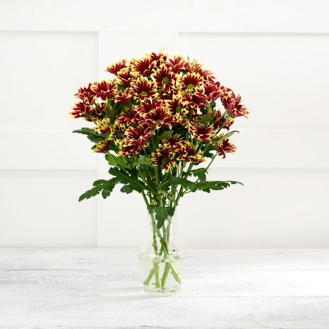 Sainsbury's Mono Chrysanthemums Bouquet - gallery image 1