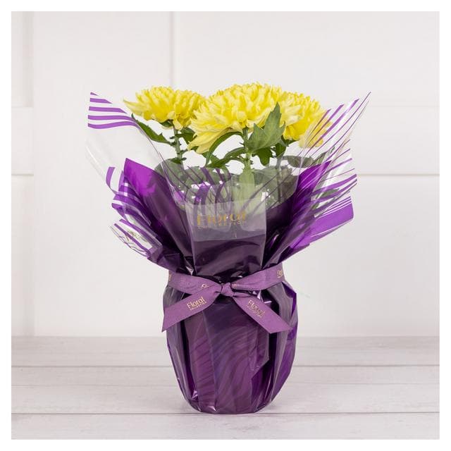 The Floral Collection Bloom Chrysanthemum - gallery image 1