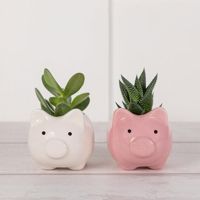 Novelty Succulent Plants - gallery image 1