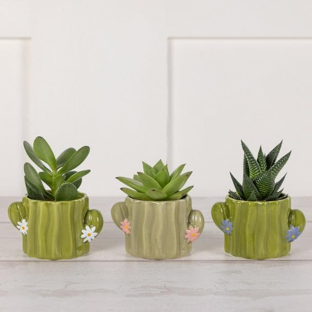 Novelty Succulent Plants - gallery image 1