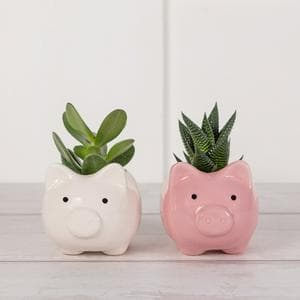 Novelty Succulent Plants