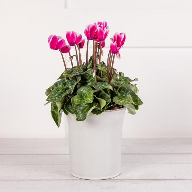 Sanisbury's Indoor Cyclamen Small Plants - gallery image 1