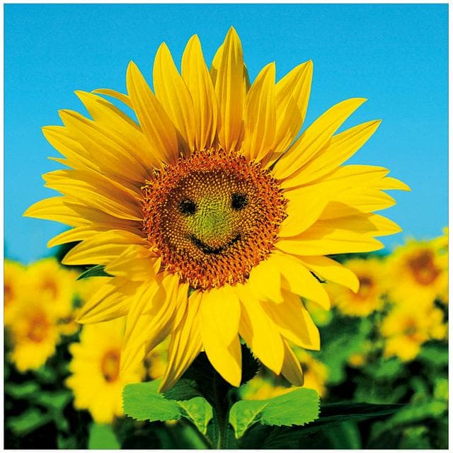 Woodmansterne Blank Card with Photographic Smiley Face Sunflower Greeting Card - gallery image 1