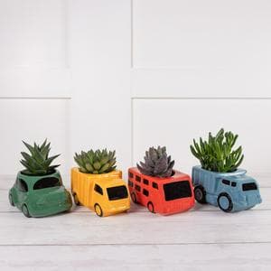 Sainsbury's Large Novelty Succulent