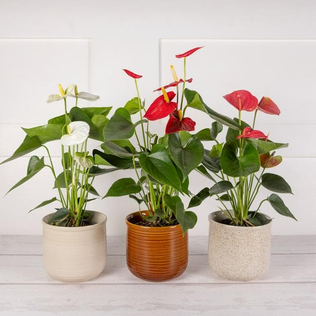 Sainsbury's Anthurium Cerami - gallery image 1