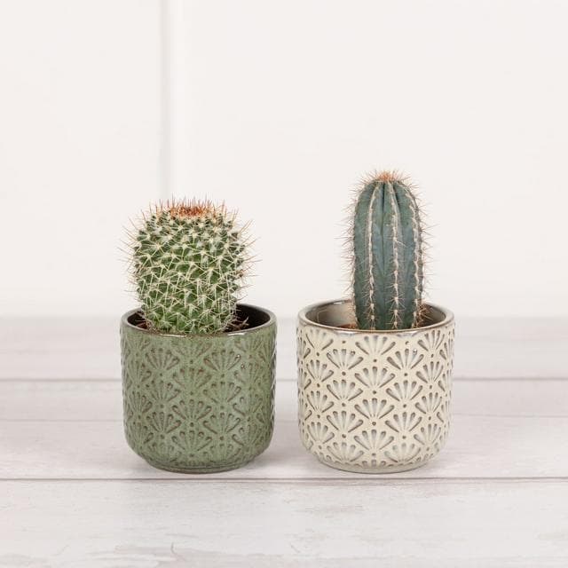 Sainsbury's Mini Cactus - gallery image 1