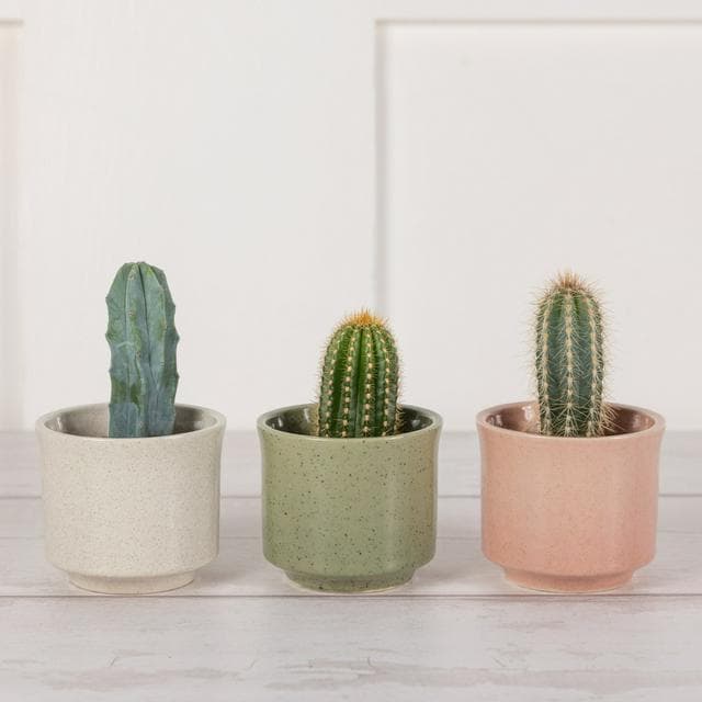 Sainsbury's Mini Cactus - gallery image 1