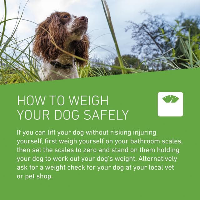 Frontline Plus Spot On Dog M 10 up to 20kg - gallery image 6