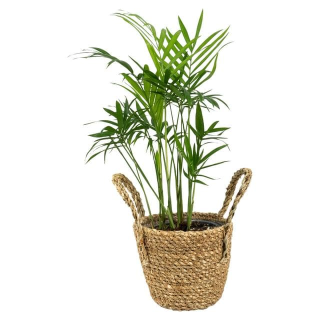 The Floral Collection Mini Foliage in Ceramic - gallery image 1