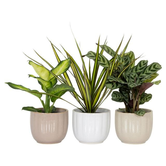 The Floral Collection Mini Foliage in Ceramic - gallery image 1