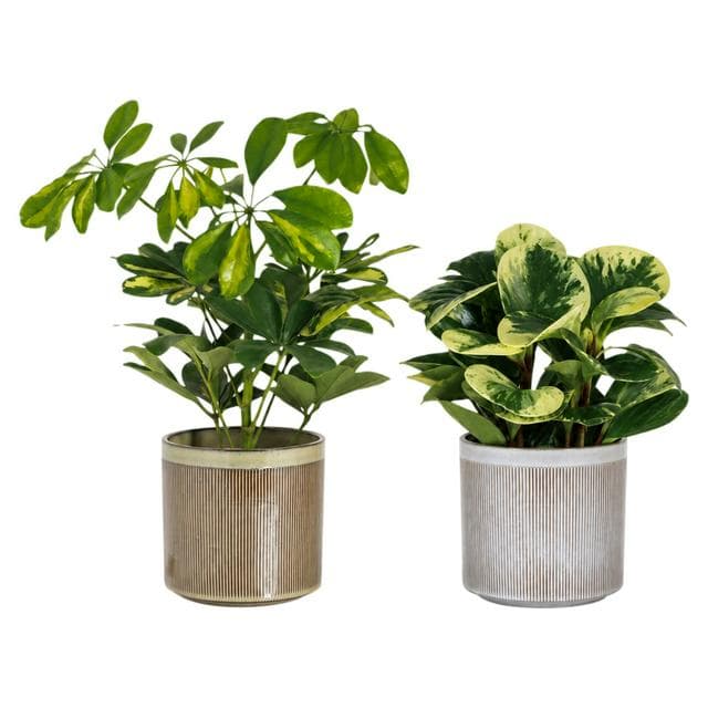 The Floral Collection Foliage in Ceramic - gallery image 1