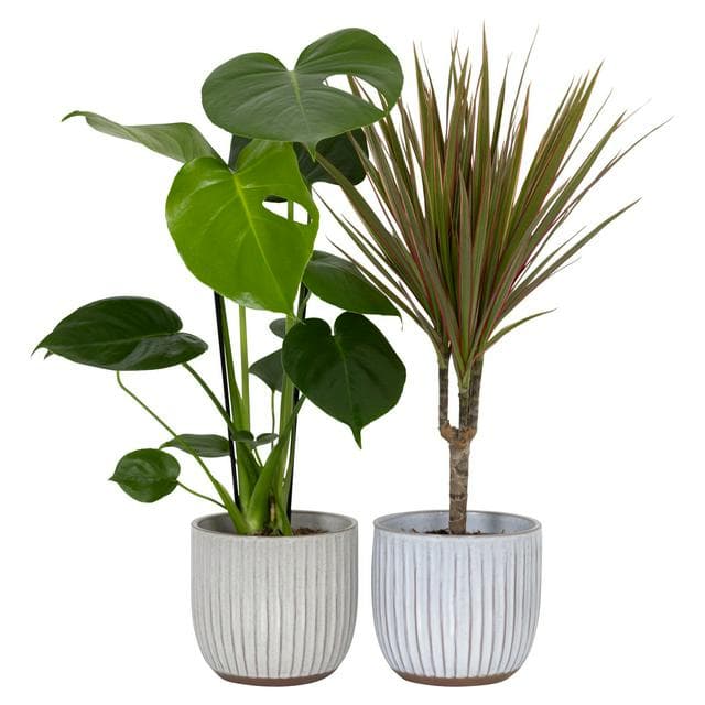 The Floral Collection Foliage in Ceramic - gallery image 1
