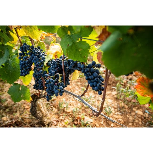 Louis Jadot Bourgogne Gamay Red Wine 75cl - gallery image 3