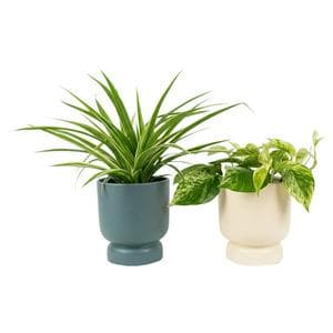 The Floral Collection Foliage with Stand