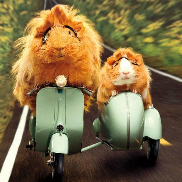 Camden Graphics Blank Open Greeting Card Send With Motorcycle Hamsters Photographic Fun Image - gallery image 1