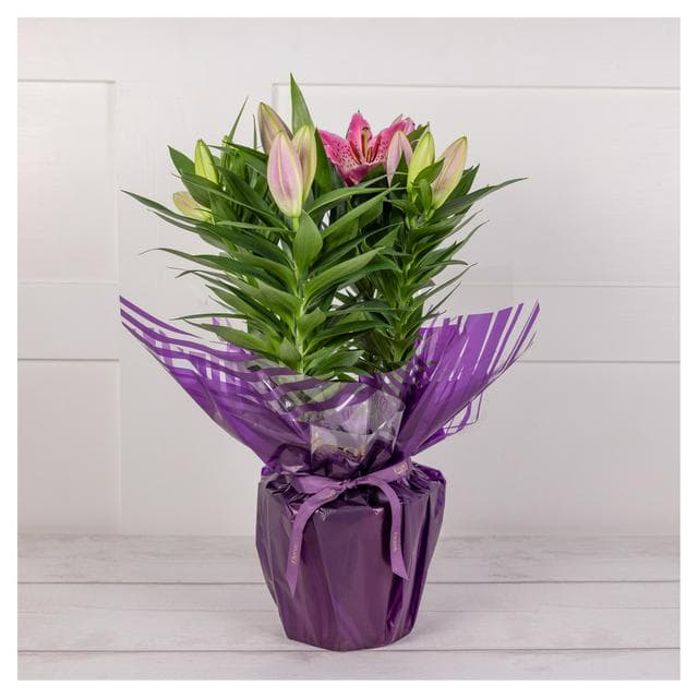 Oriental Lily - gallery image 1