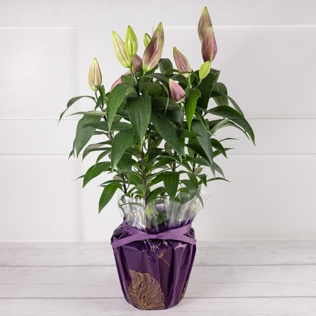 Oriental Lily - gallery image 1