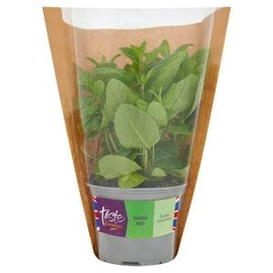 Sainsbury's Garden Mint, Taste the Difference