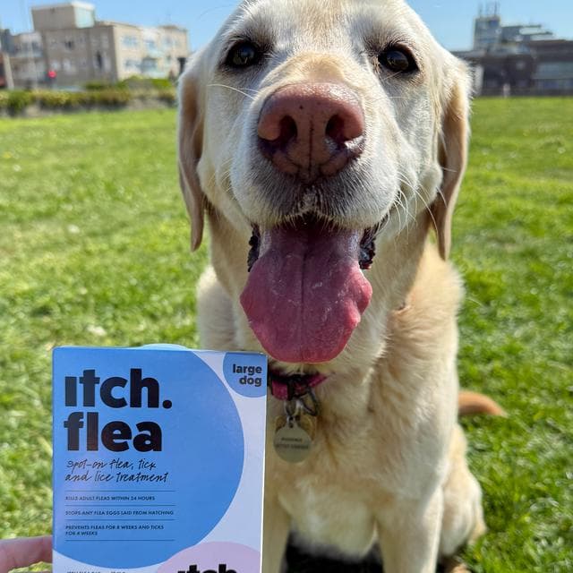 Itch Flea Large Dog Flea & Tick Spot On Treatment 1 Pipette (20-40kg) - gallery image 5