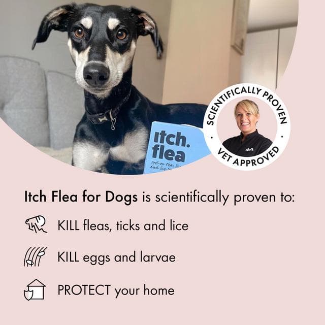 Itch Flea Small Dog Flea & Tick Spot On Treatment 1 Pipette (2-10kg) - gallery image 2