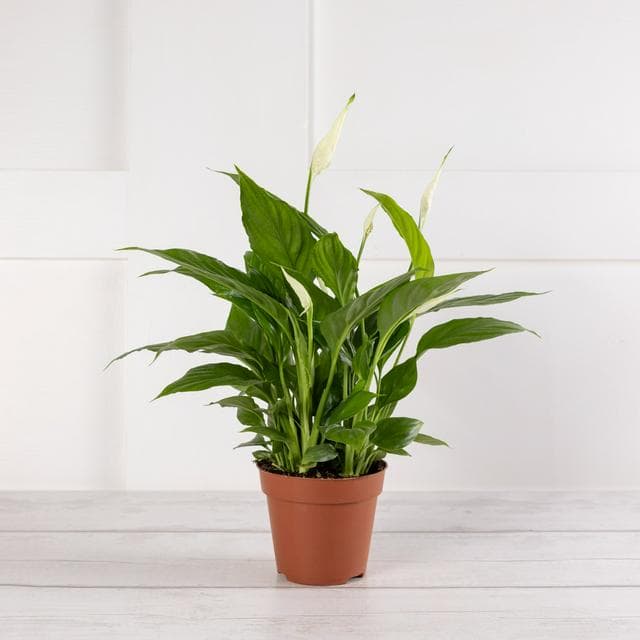 Sainsbury's Peace Lily - gallery image 1
