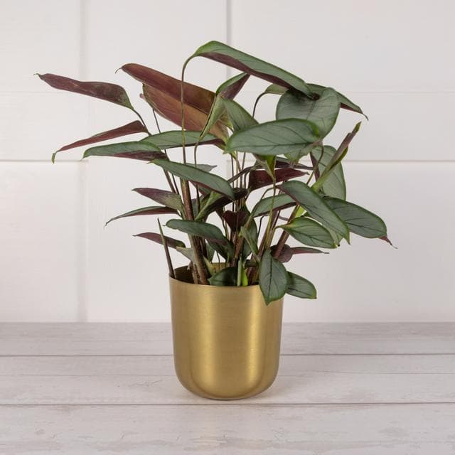 Foliage in Wooden Pot - gallery image 1